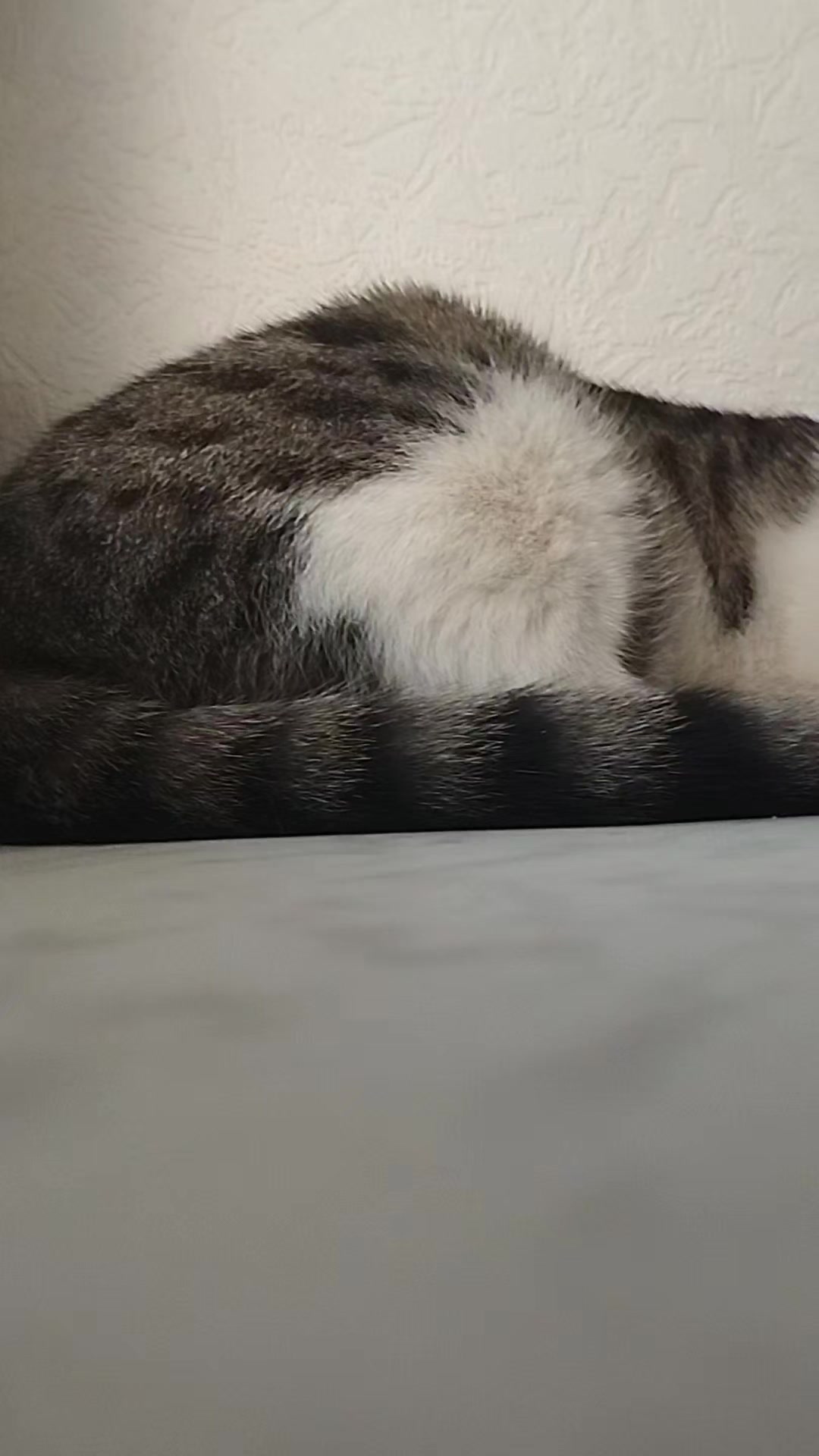 @🐾