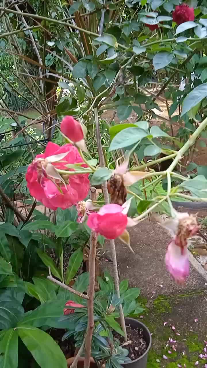 @Jackeline Moura687