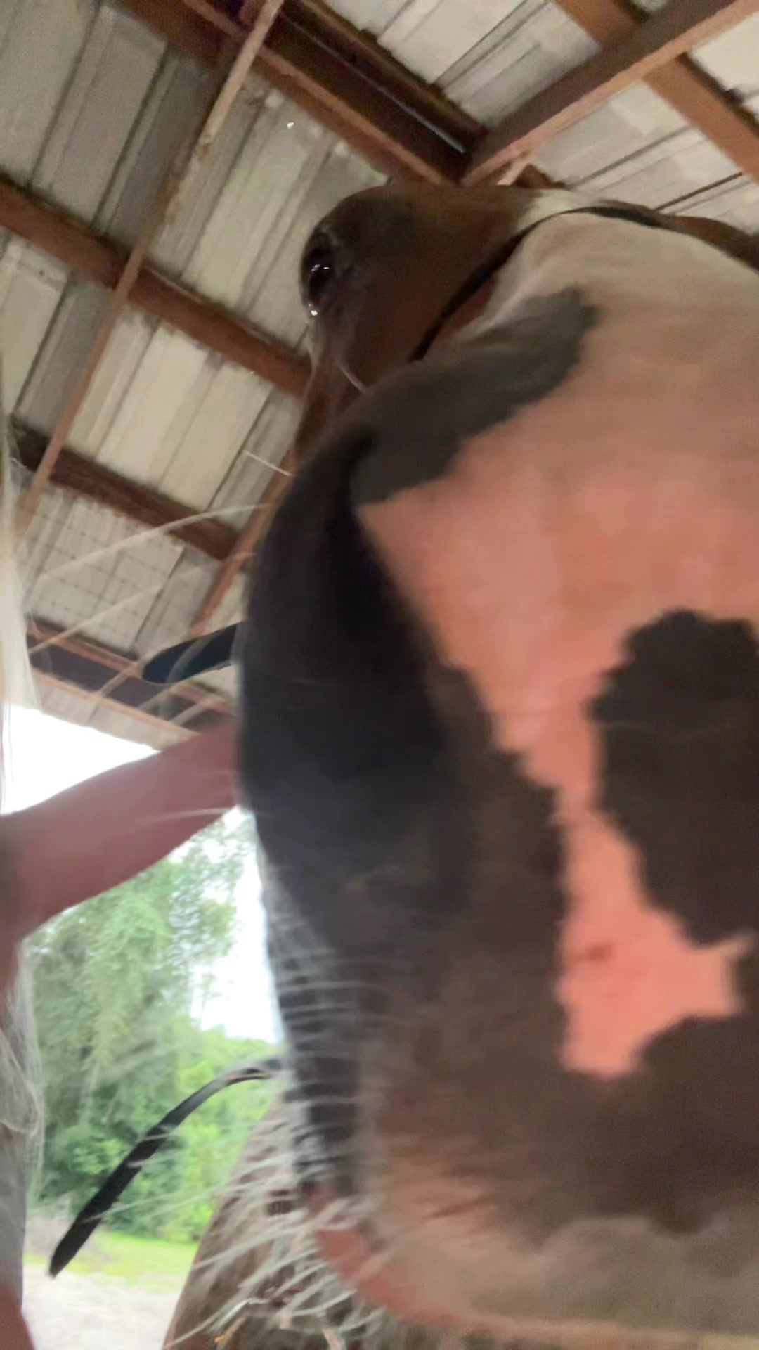 @osamasonslefttoe
