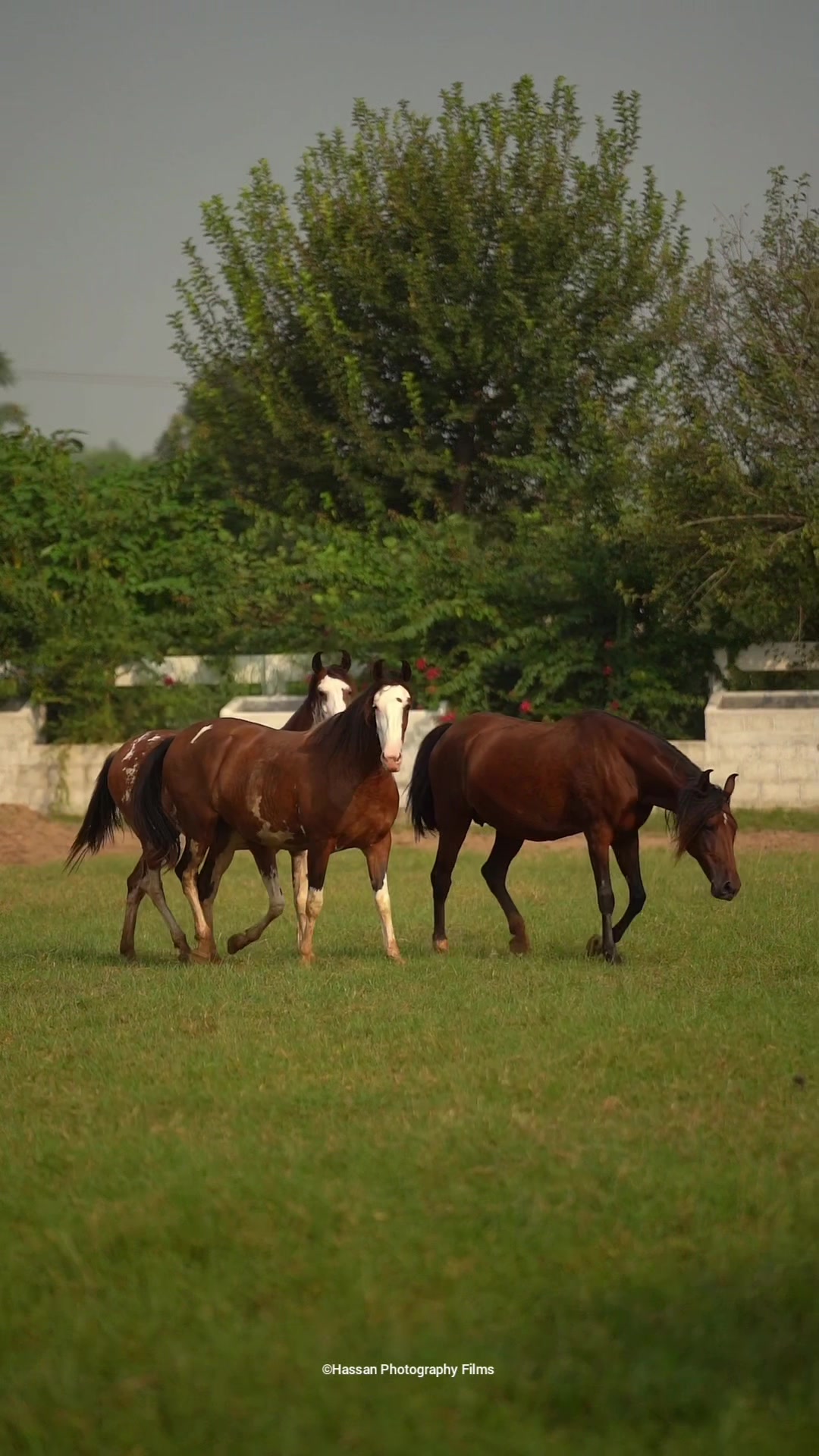 @SUNRISE STUD FARMS RAWALPINDI
