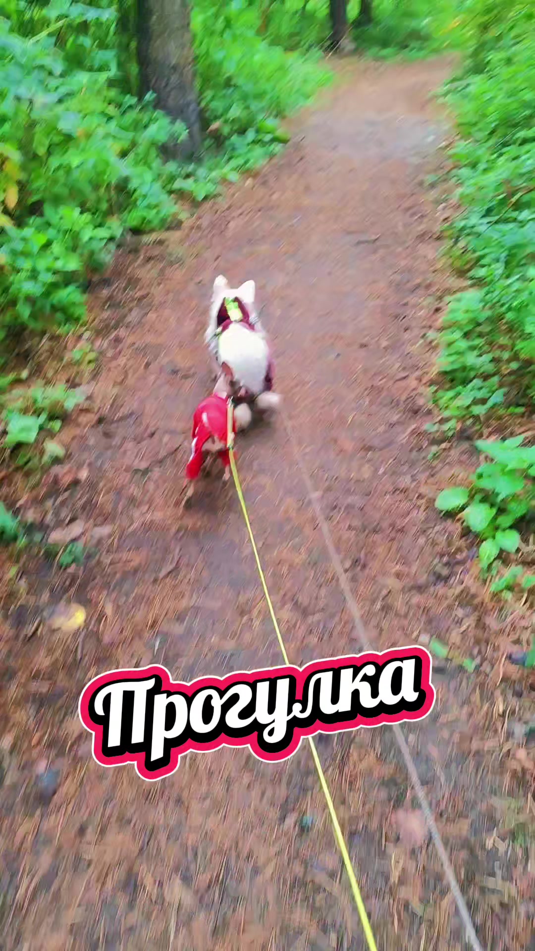 @🌼Ромашки для Наташки🌼