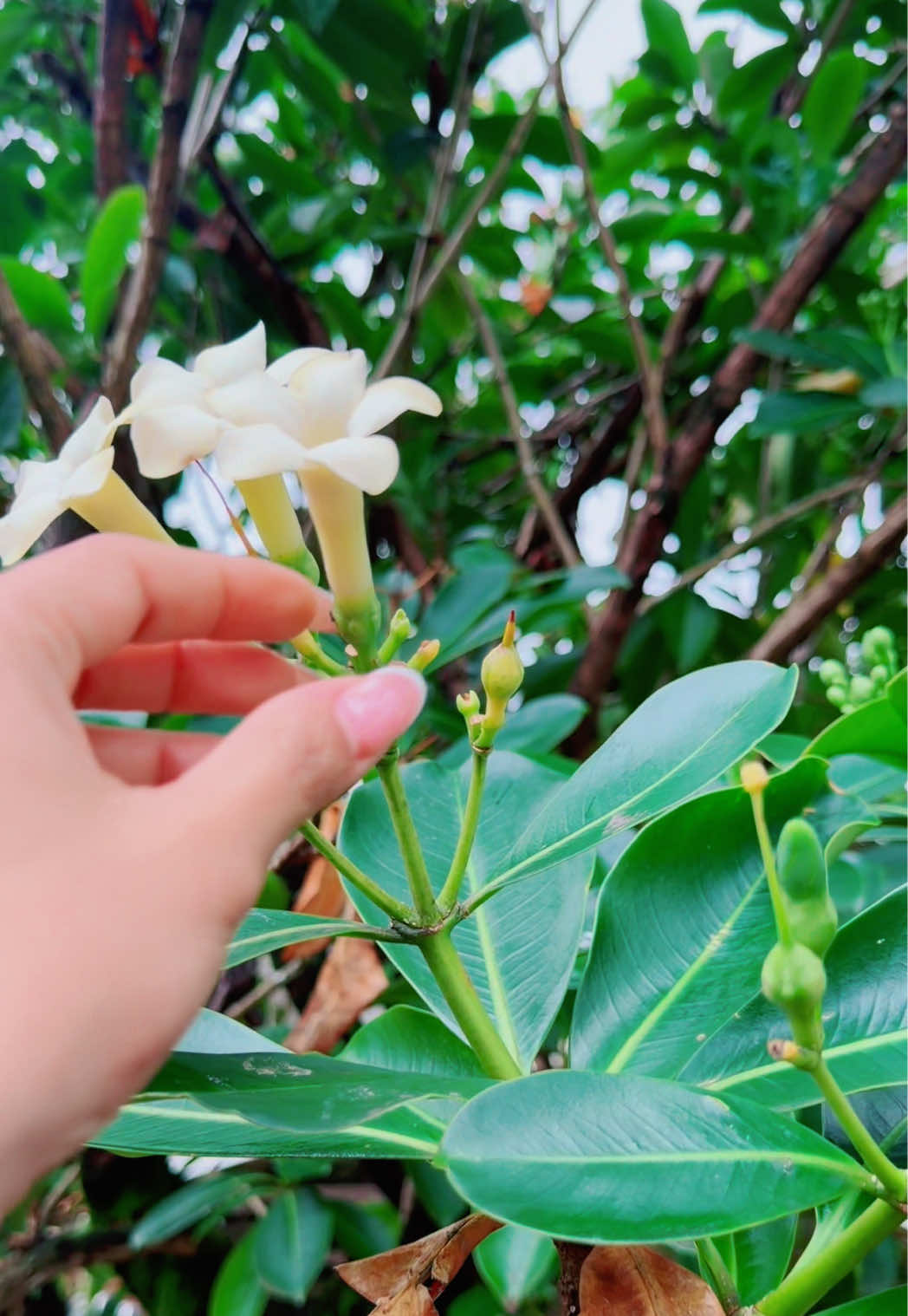 @𝐉𝐚𝐲𝐧𝐚𝐊.❥