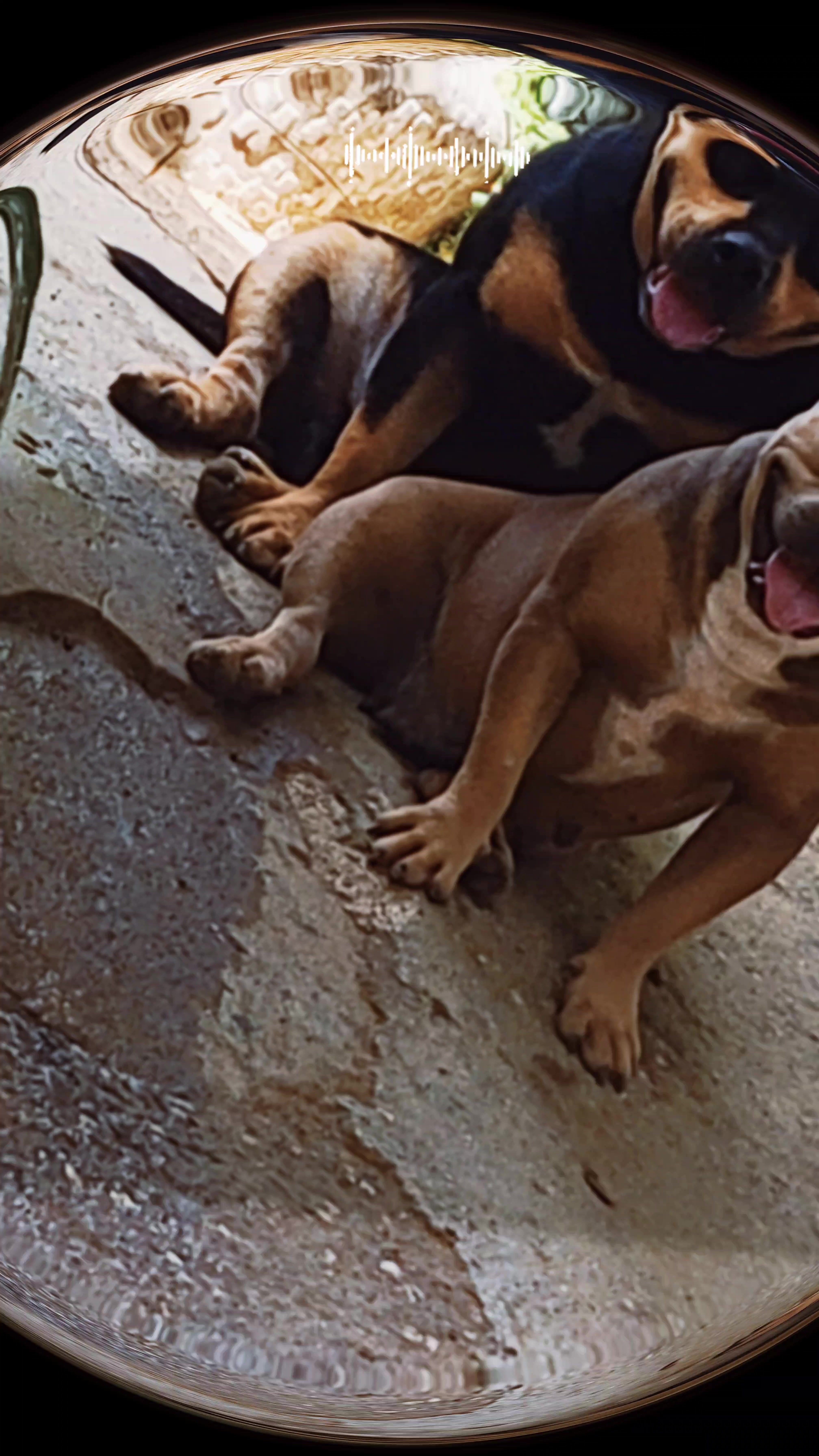 @machinesquad kennel