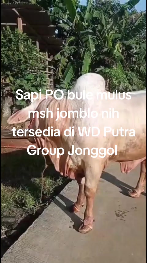 @padangzambrud
