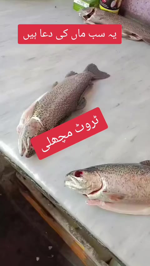 @Gullo Mehar