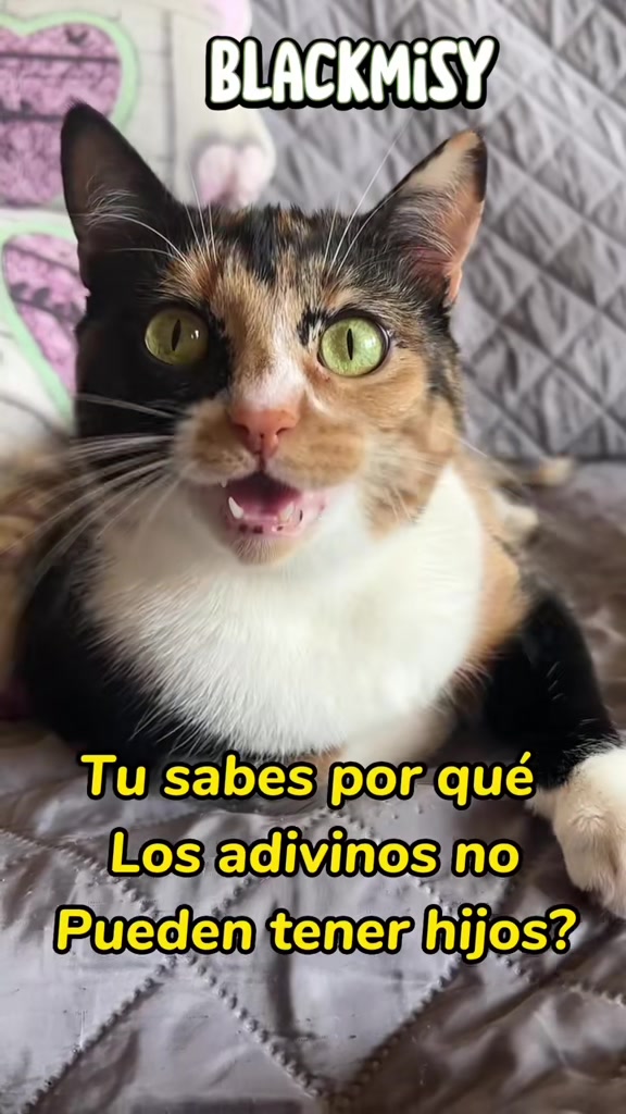 @BlackMisy