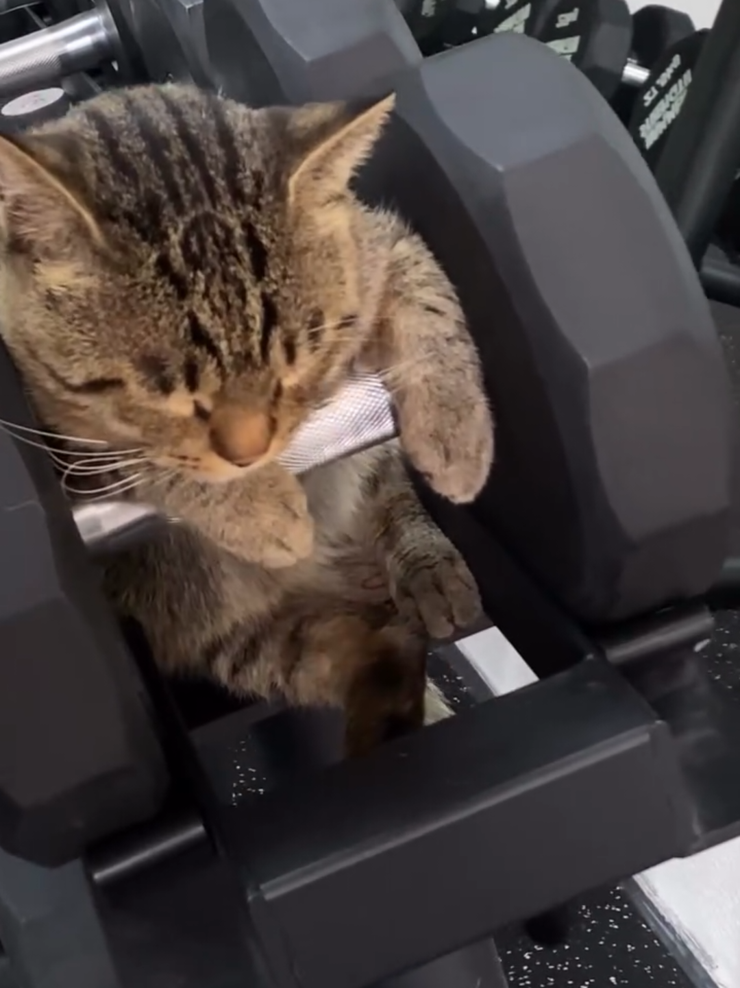 @Chonky World Of Cats