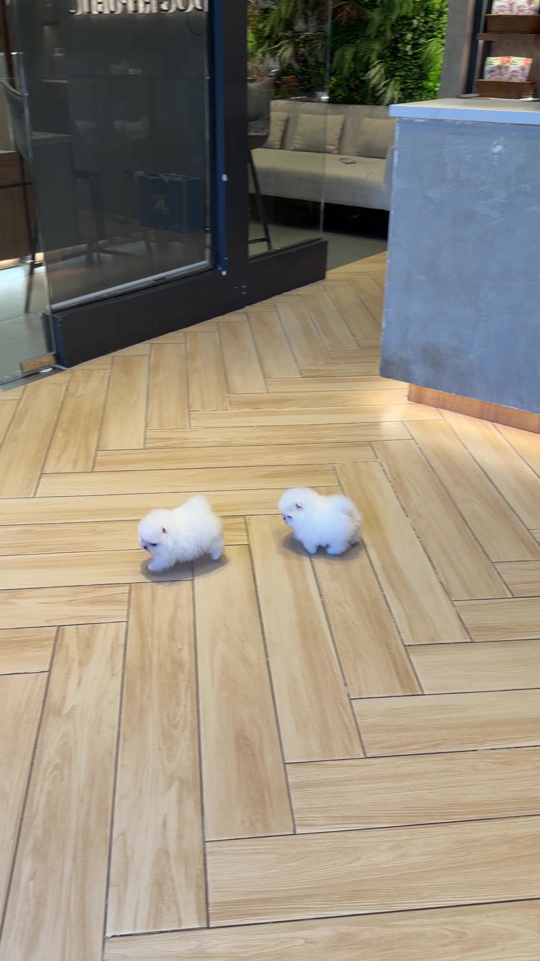 @JC Dog Republic