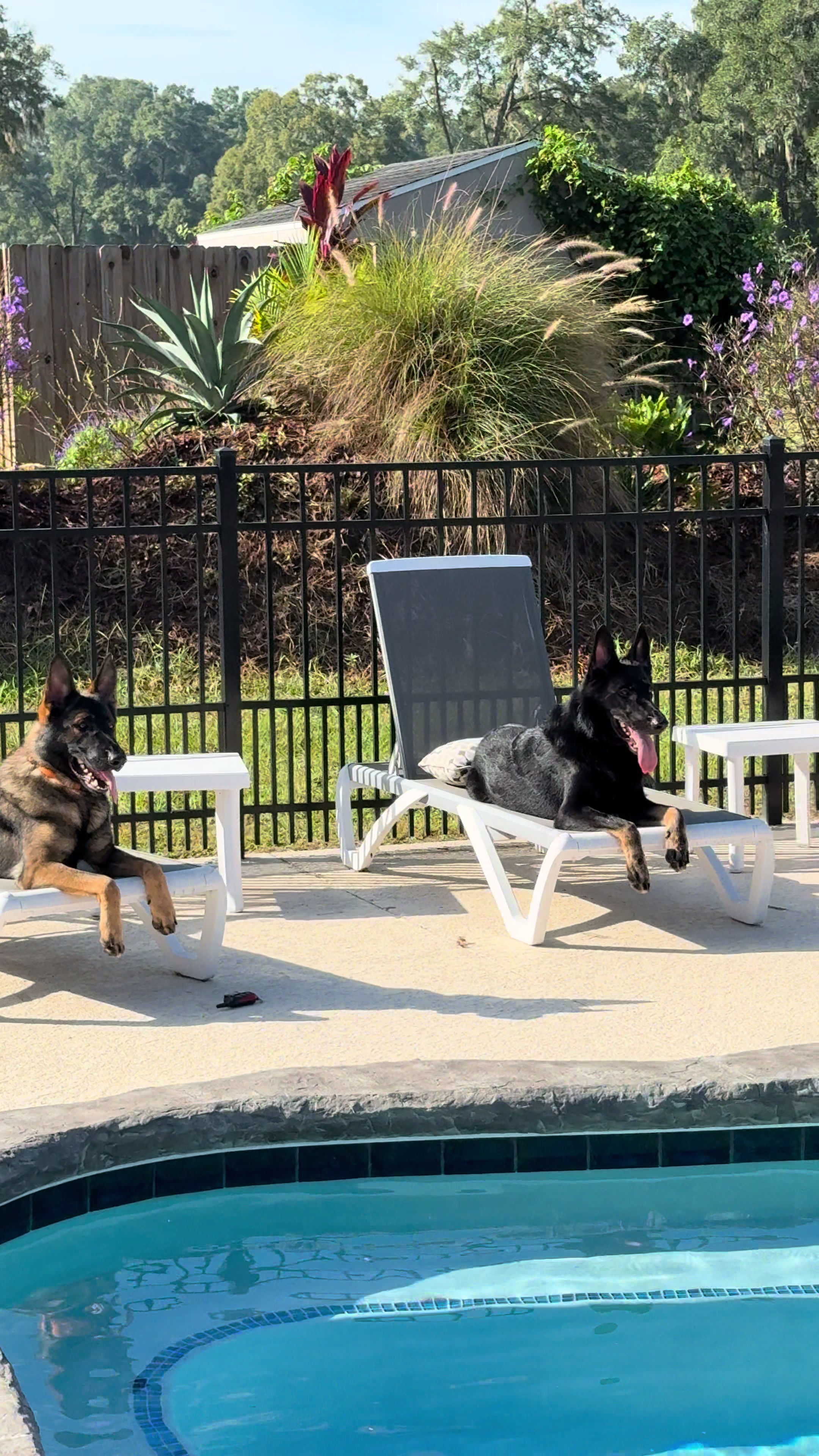 @Protection Dog Sales