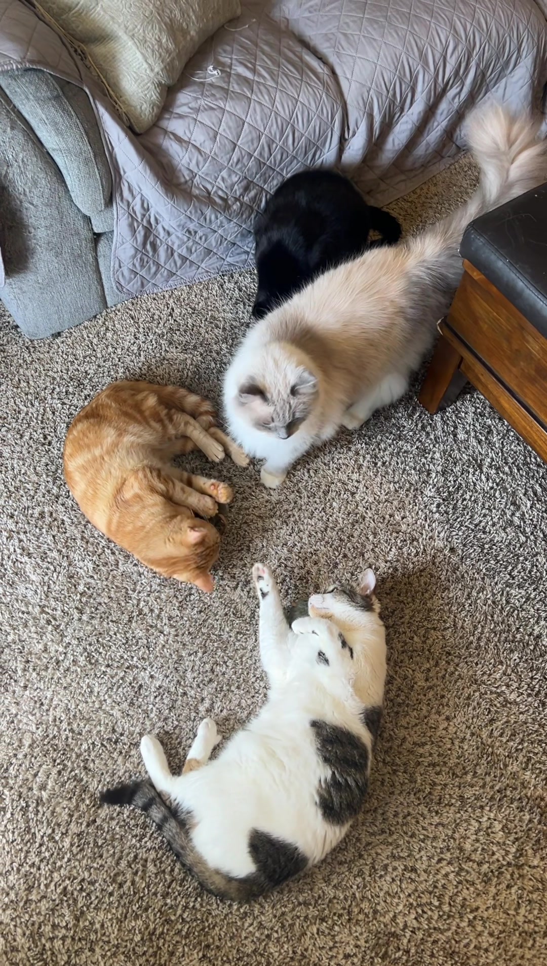 @lora&rsquo;s lil crew 🐈&zwj;⬛🫶🏼
