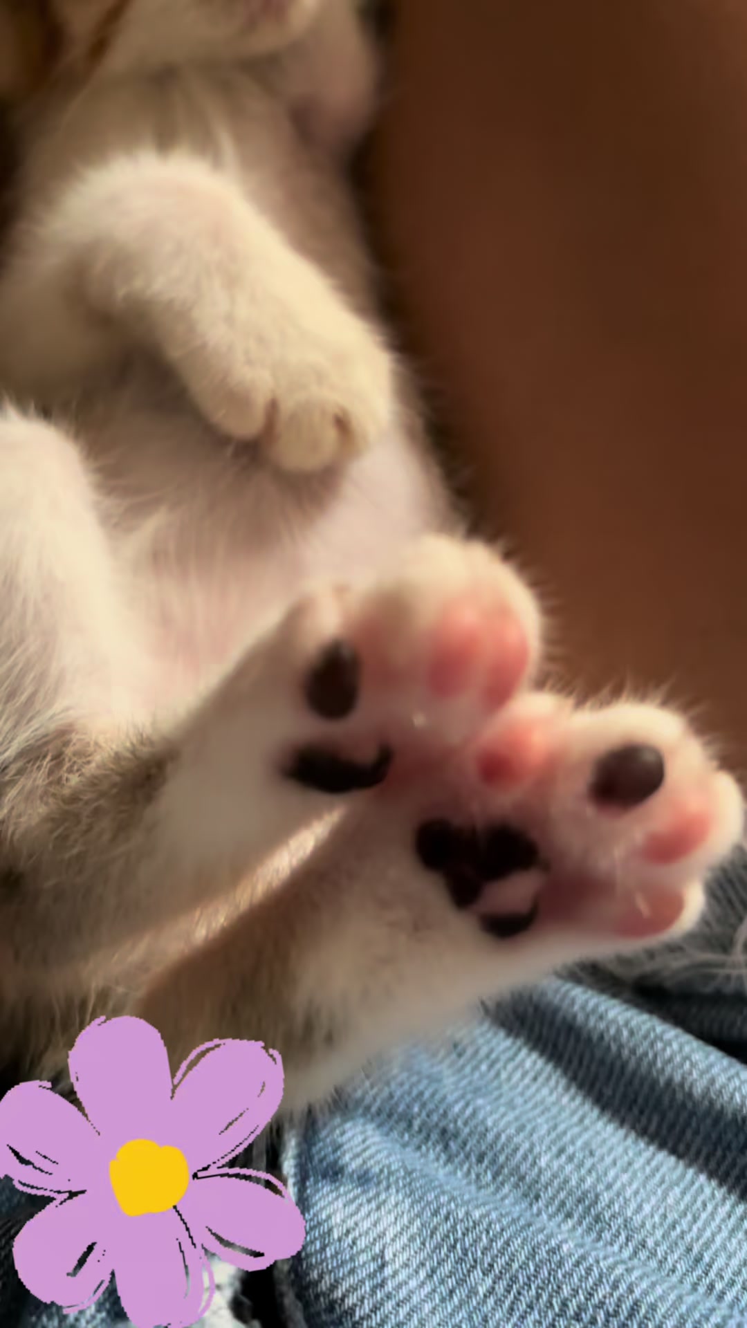 @Michicats