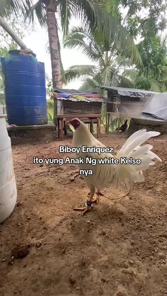 @Big Backyard 🐓🐓