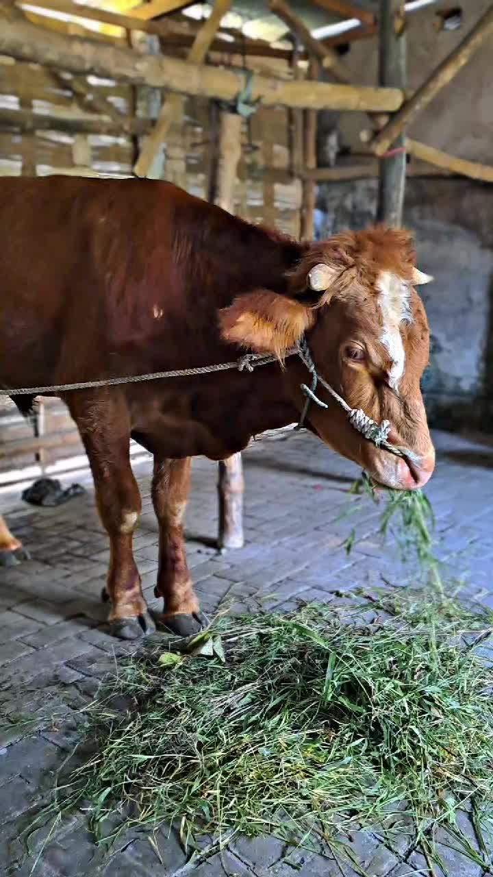 @SARJANA LEMBU☆
