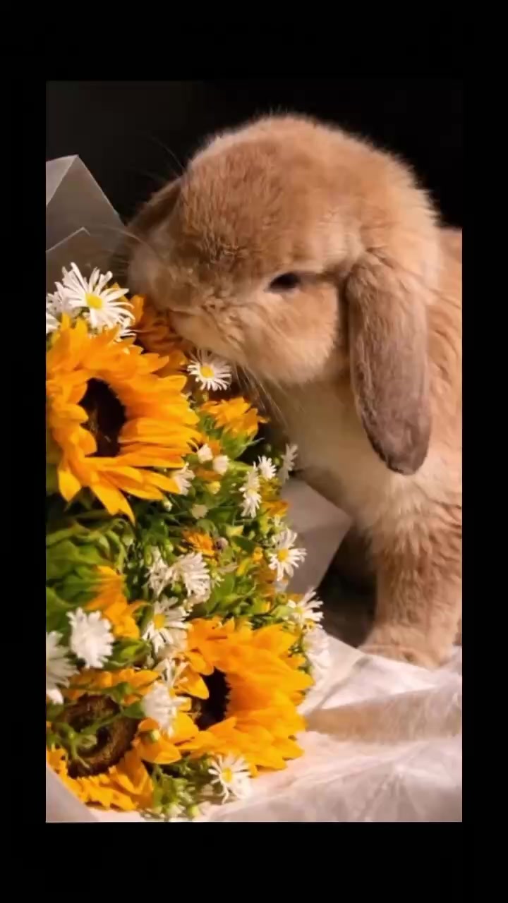 @anypet