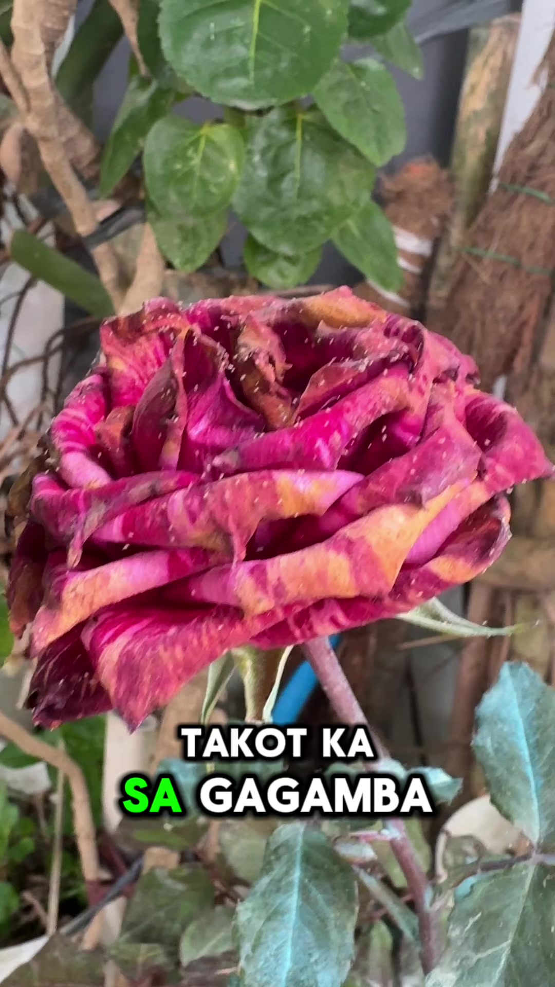 @jeremake