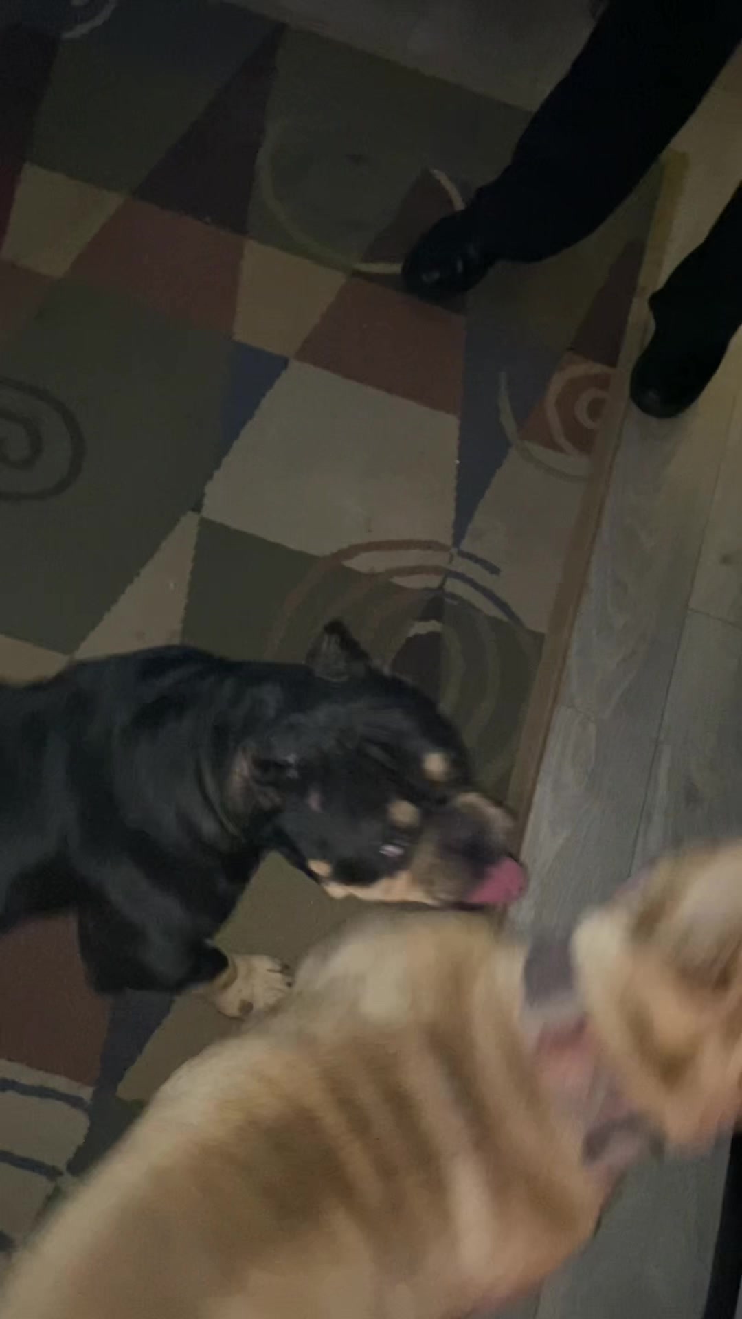 @DSGKENNELS