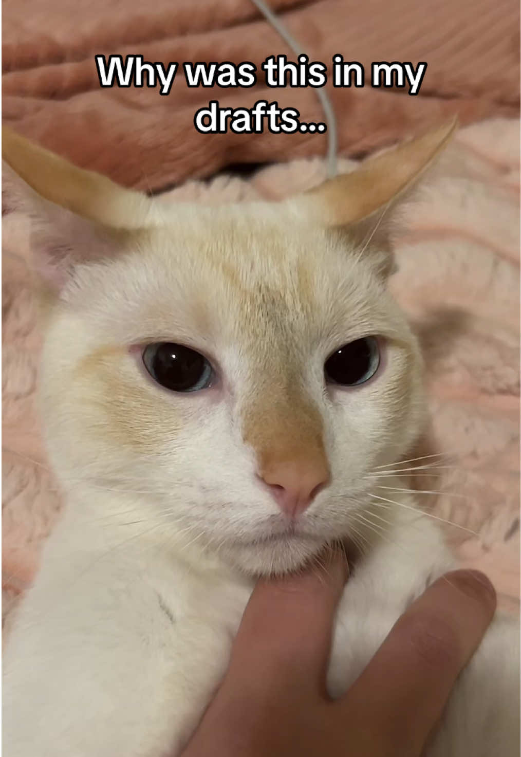 @FamiliarFEYpets