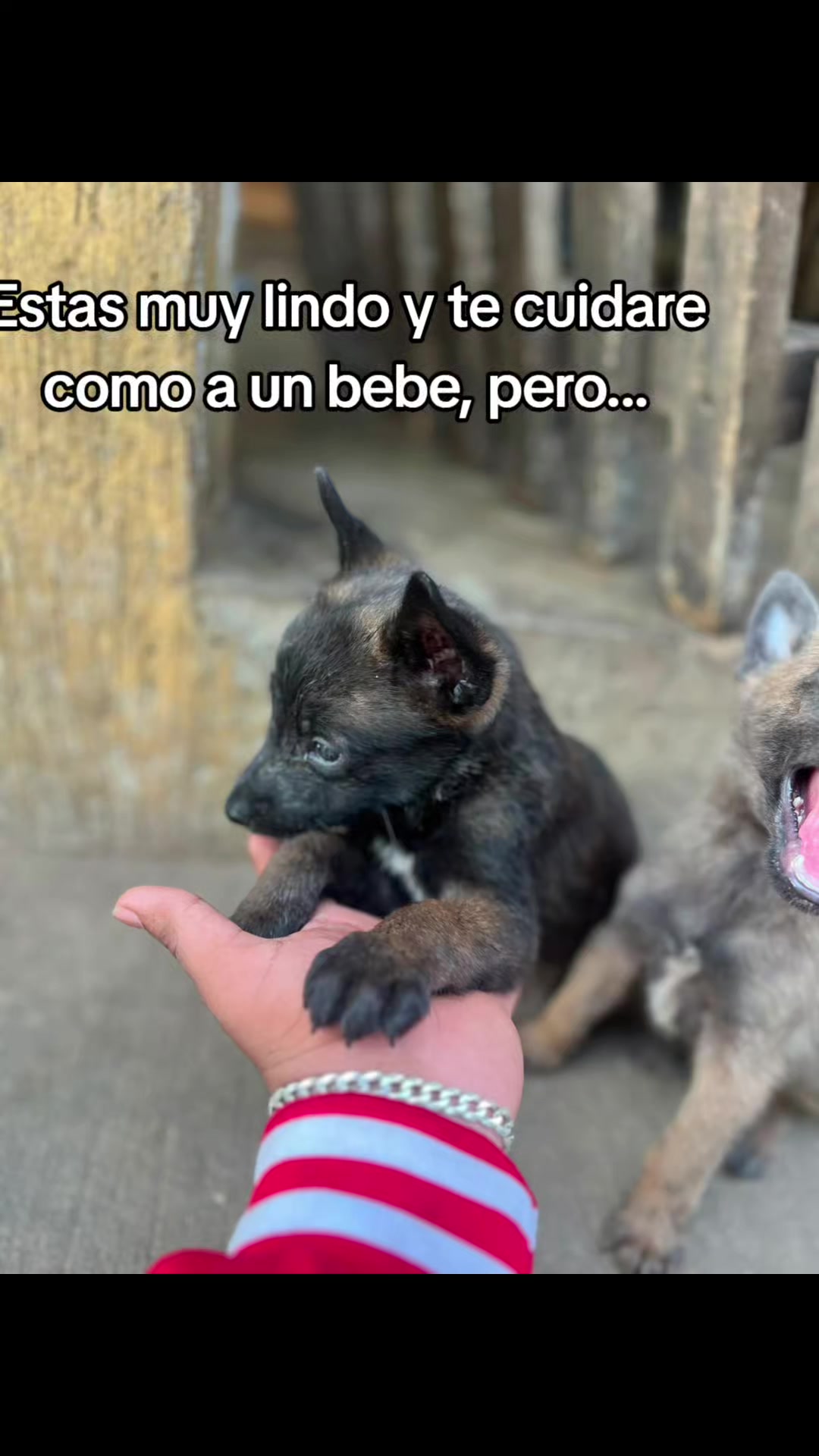 @De Le&oacute;n R6