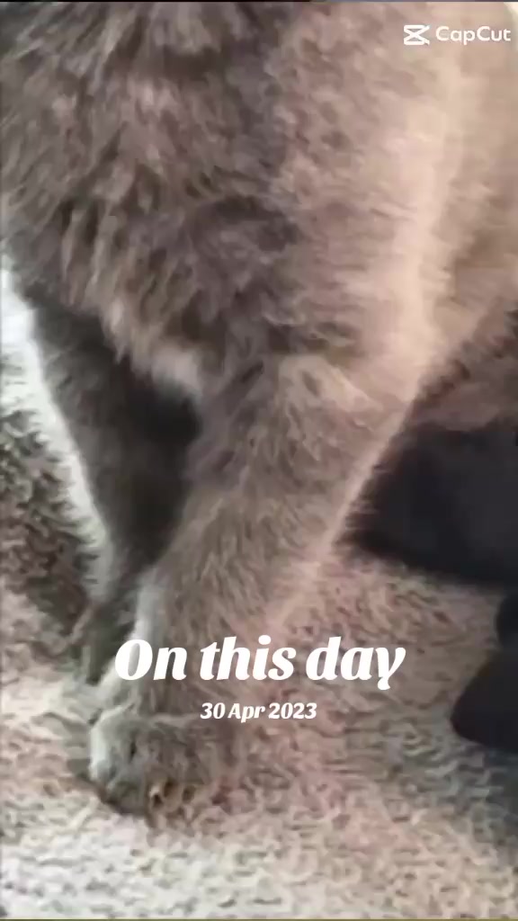 @shellyteddybear1