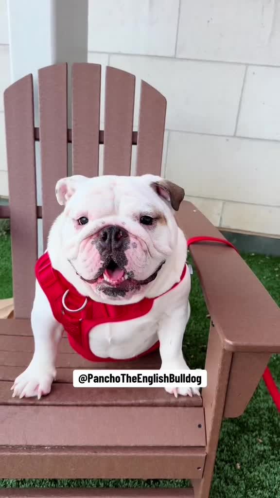 @PanchoTheEnglishBulldog