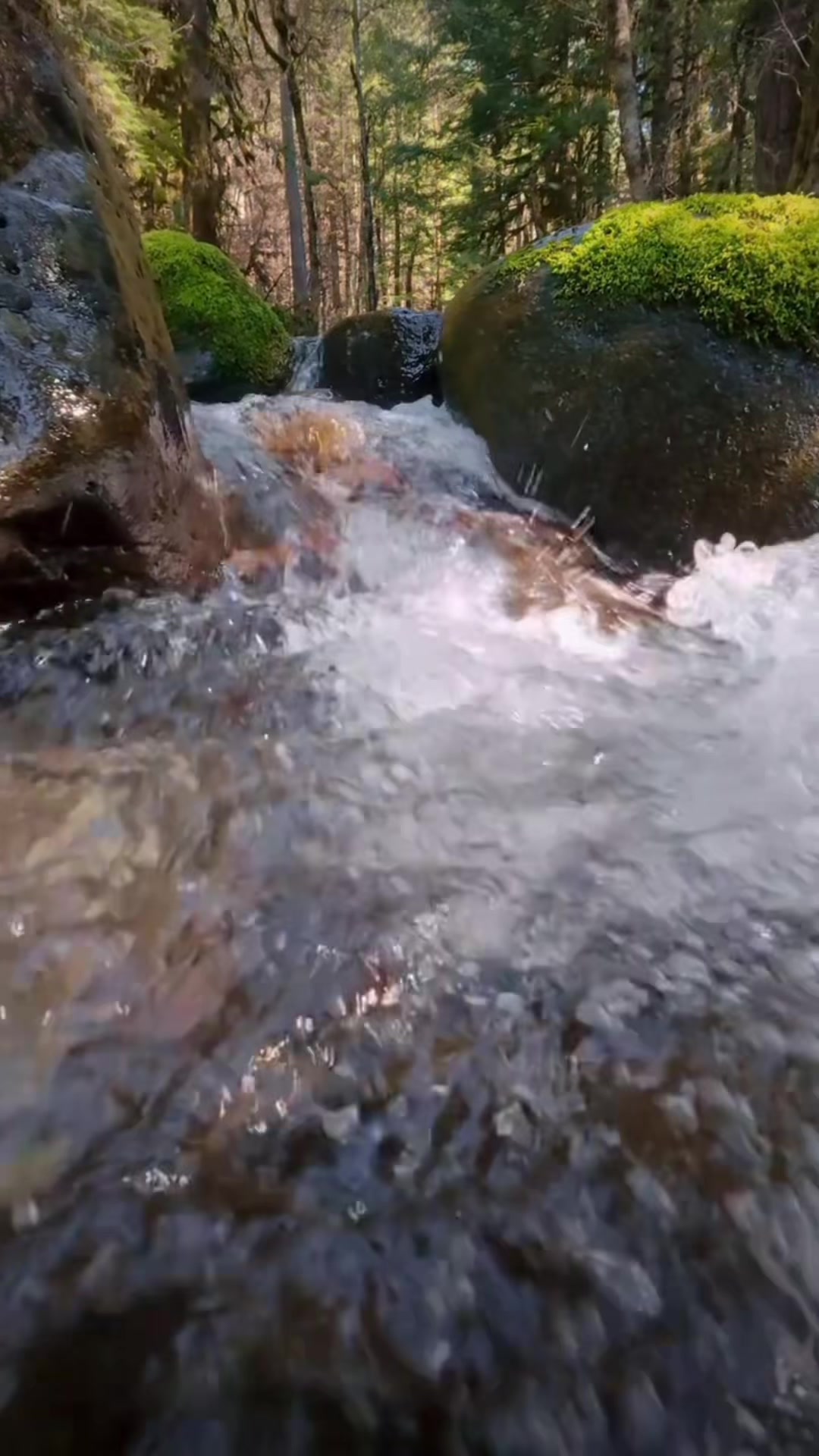 @savenaturesaveearth0
