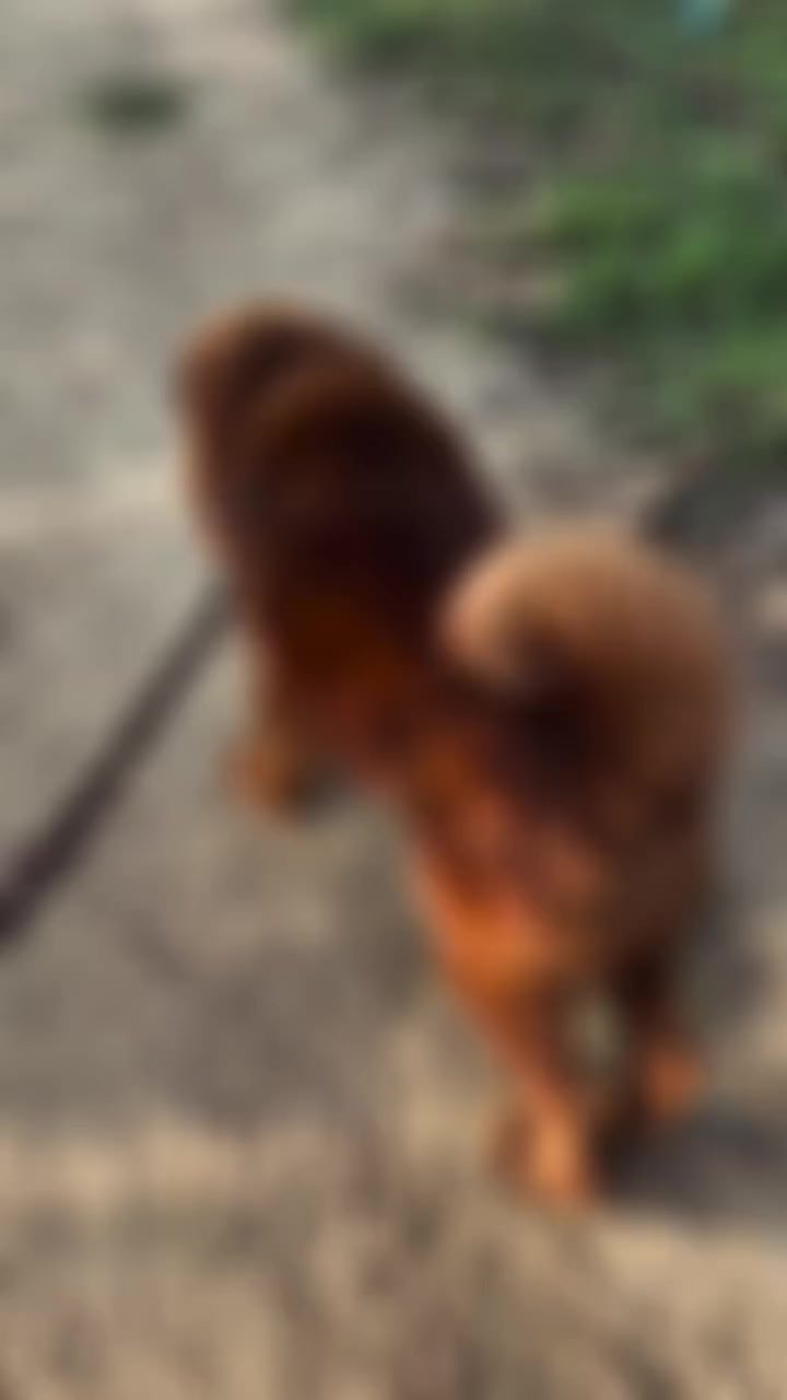 @Kashmiri_Bakrwal_Dog