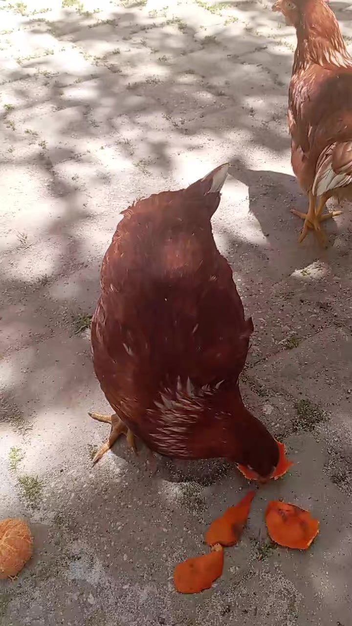 @Hatice Karakaya