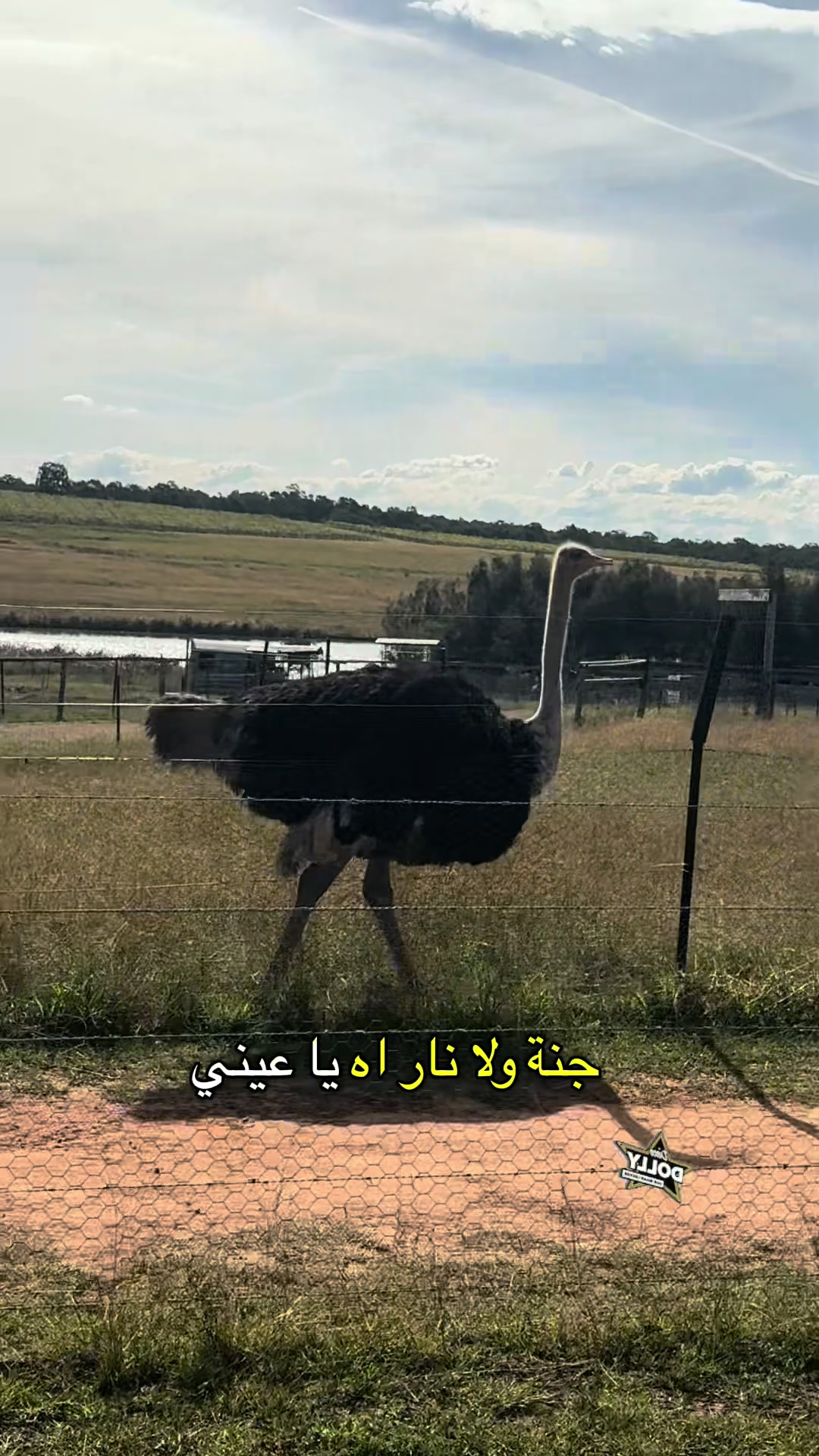 @DEE