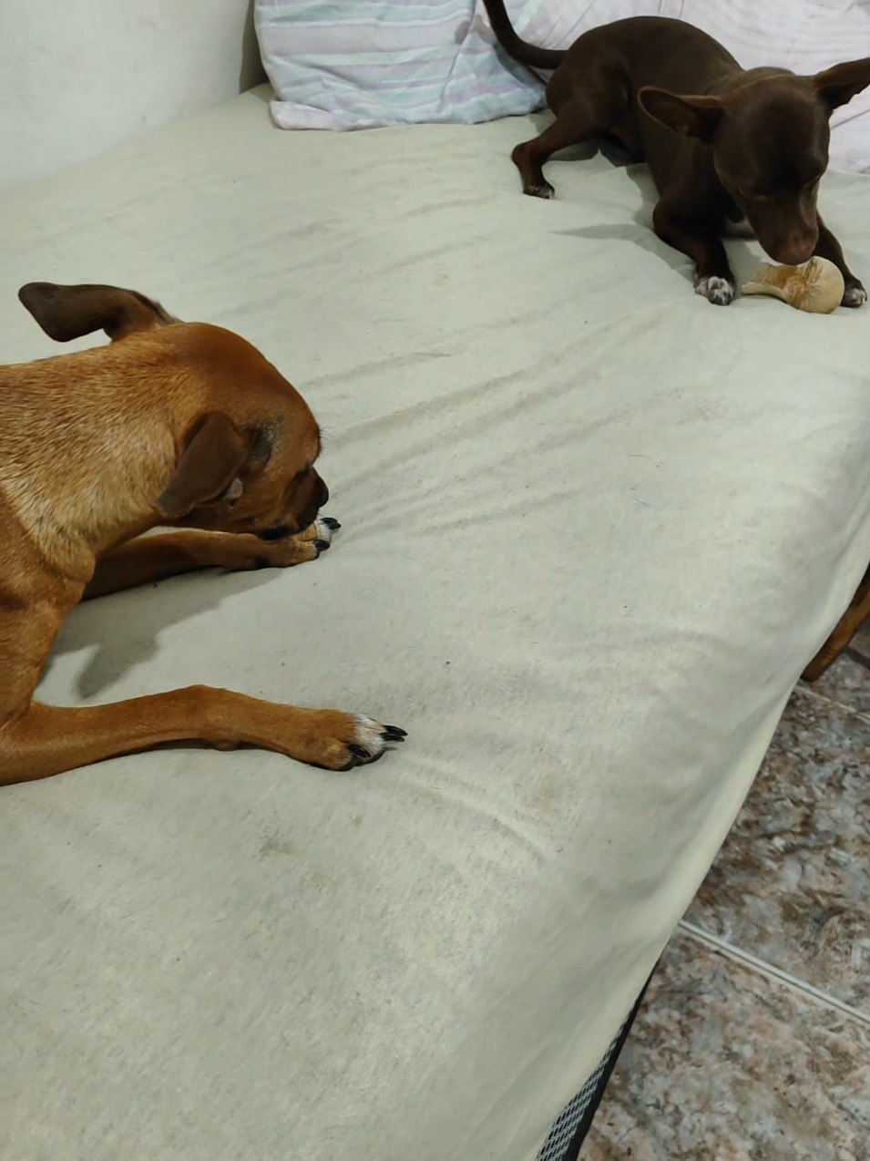 @Belinha e tiamara