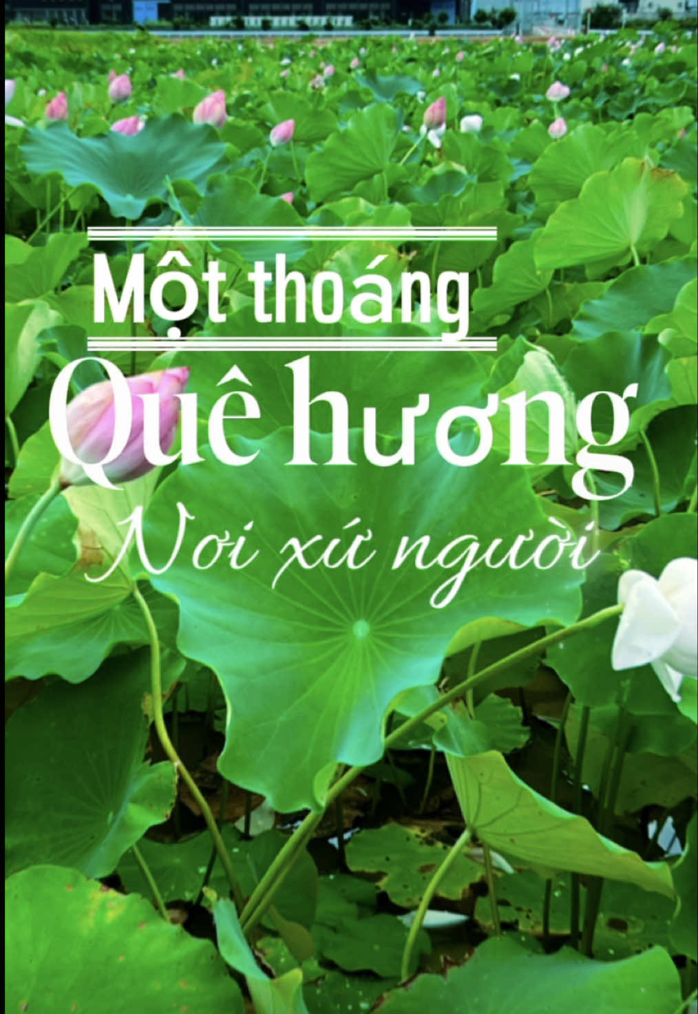 @nguyen thequan