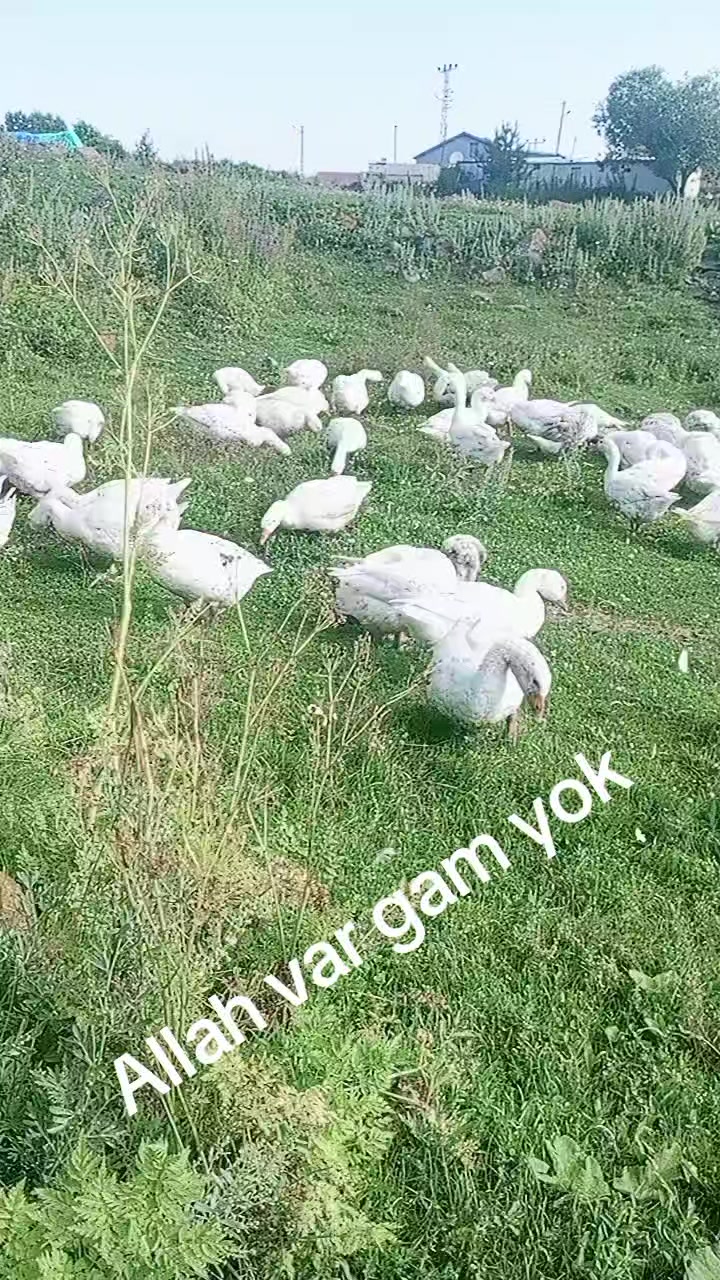 @serpil