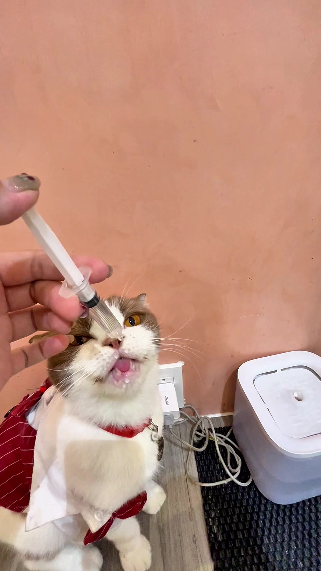 @Catfe 🐱