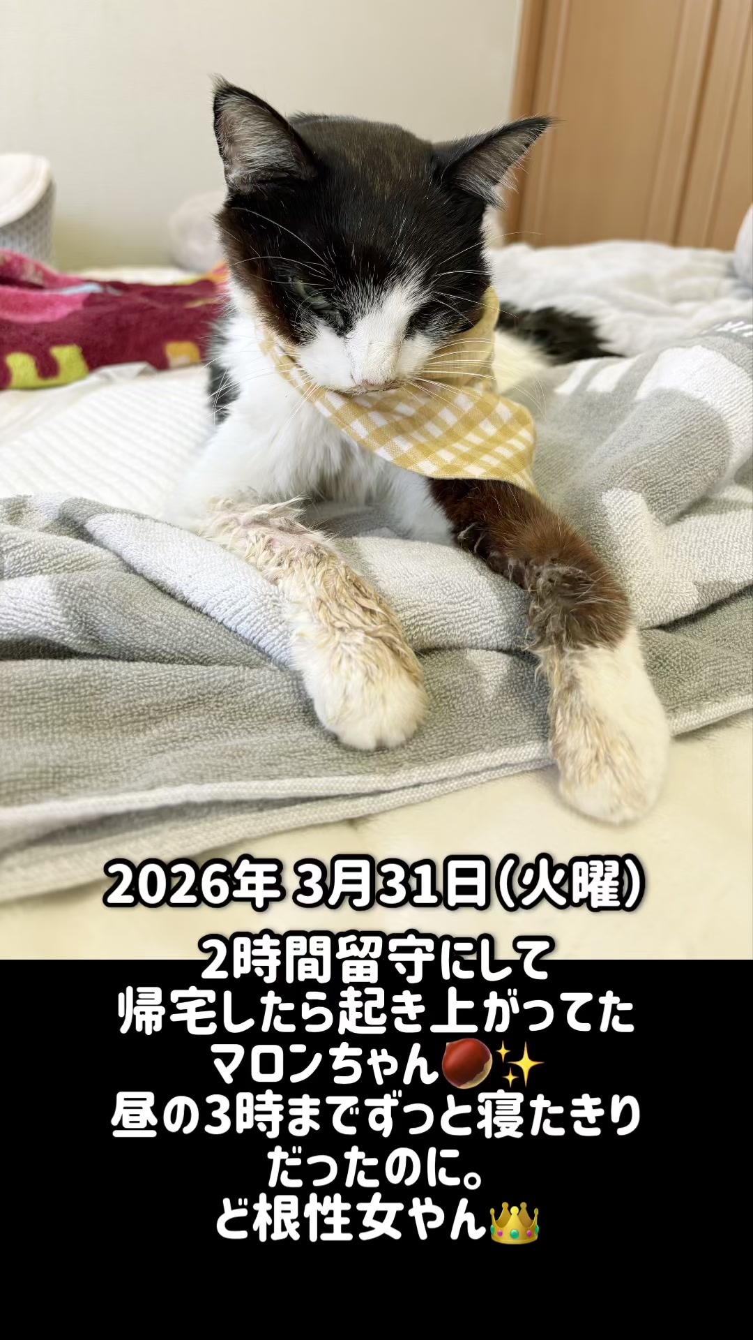 @ねこぷにもふ｜ホワイトシェパードのハクちゃん