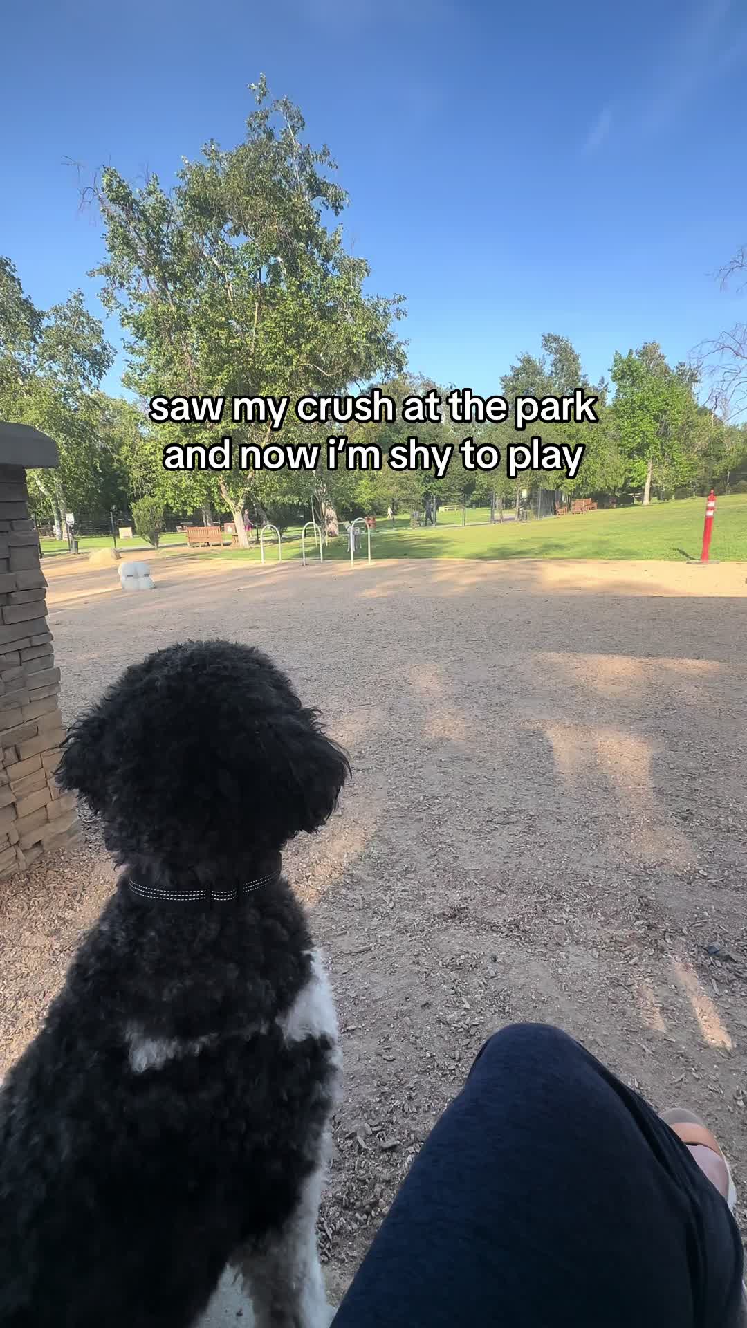 @Luna - The Goodest Labradoodle