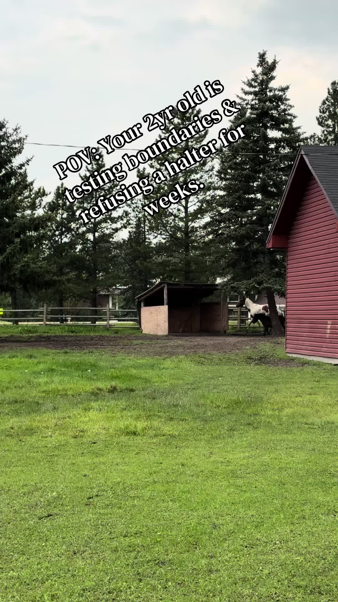 @Ferally Fowl Farmstead