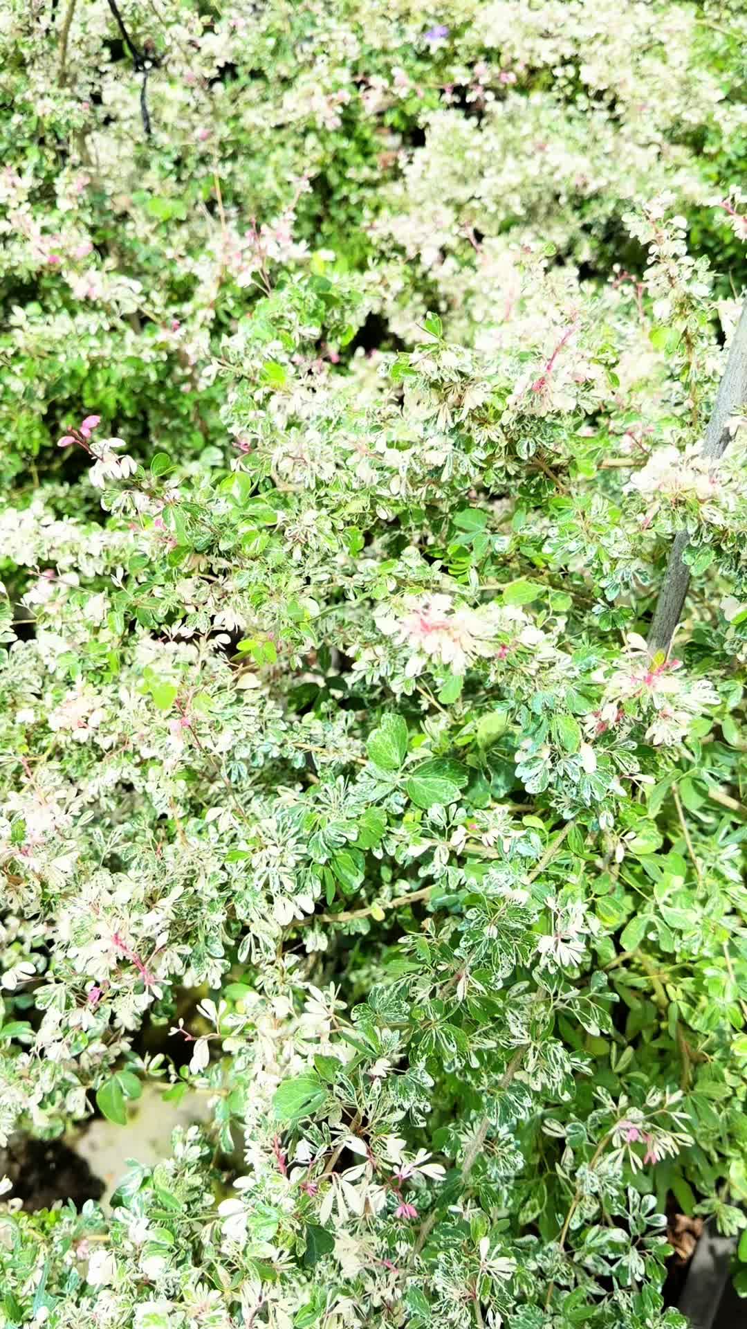 @Tiệm Lá Nhỏ
