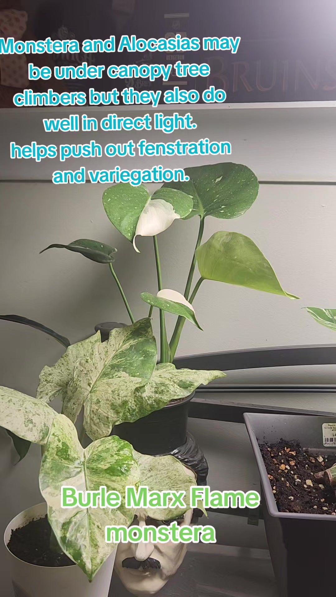 @Plants&Parks