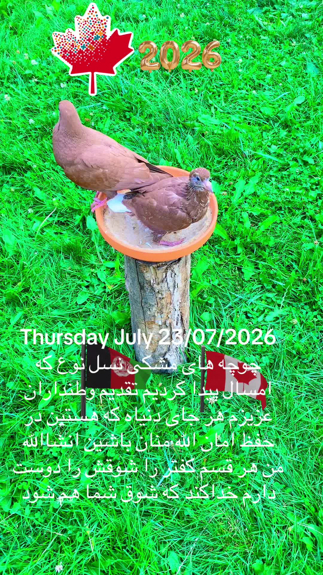 @Naweed Qiyami🇨🇦🇦🇫