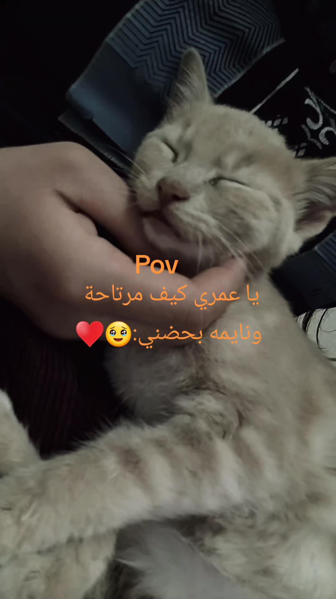 @🌸فرفوشهه👻🌸