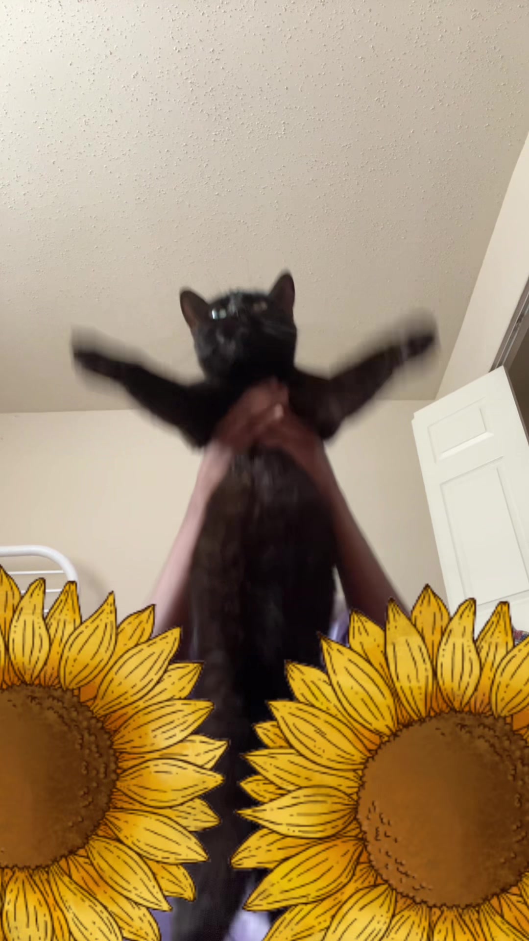 @me and my other cats。