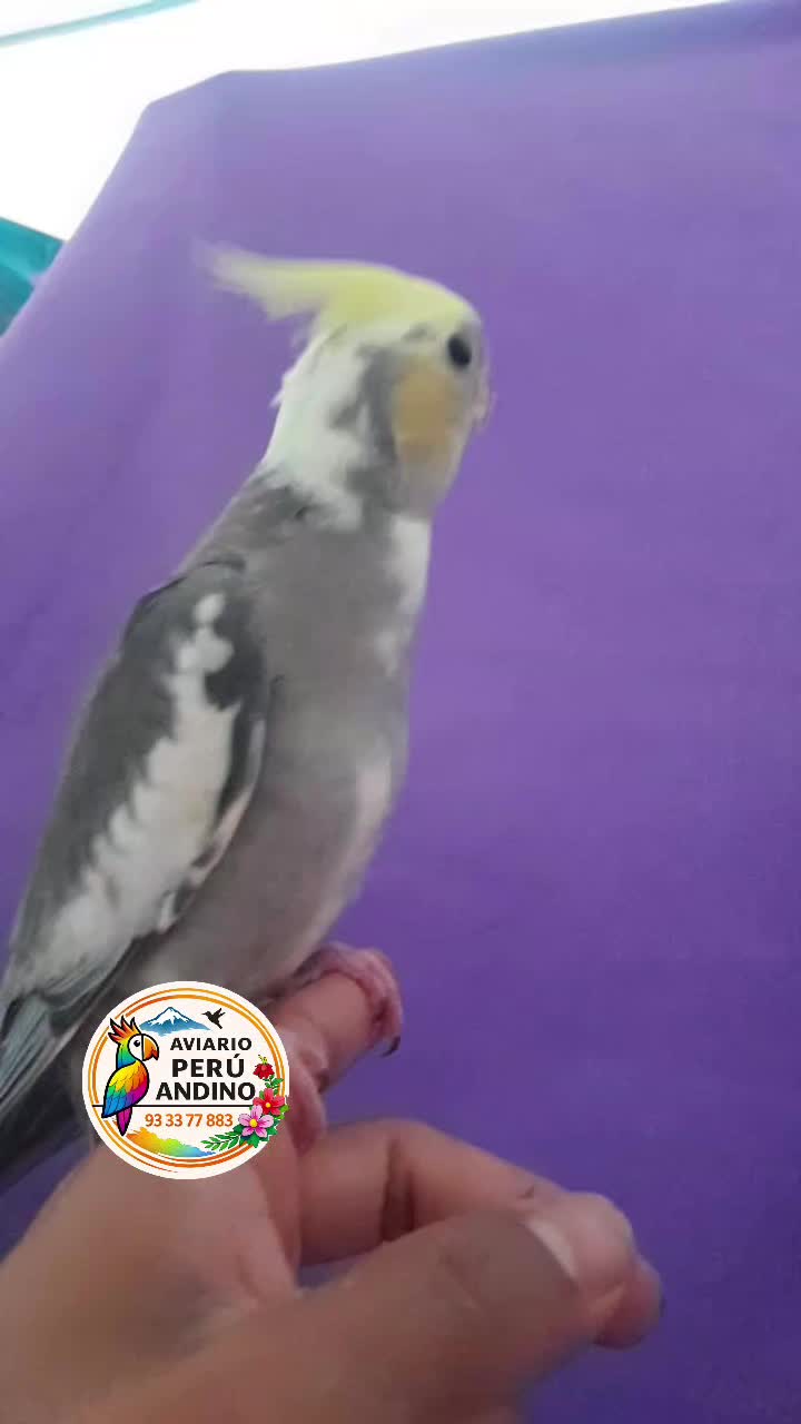 @rhiana tu charapita🏳️🌈