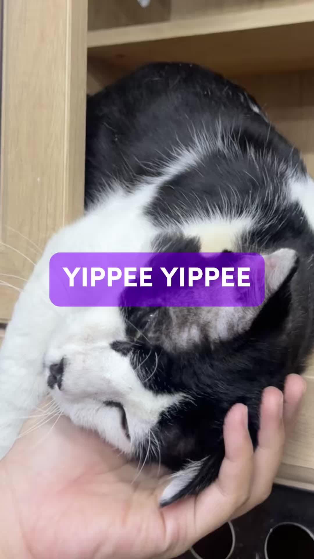 @Tuahvet