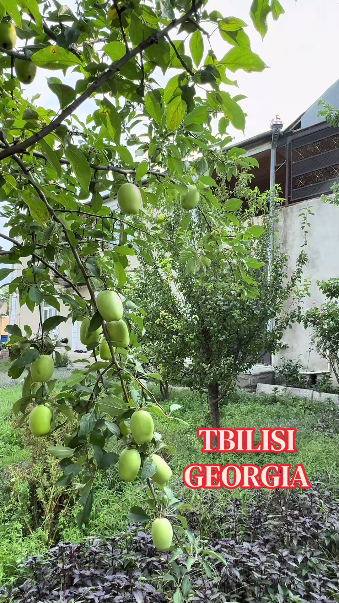 @Ginekoloq Yayla Shahverdiyeva