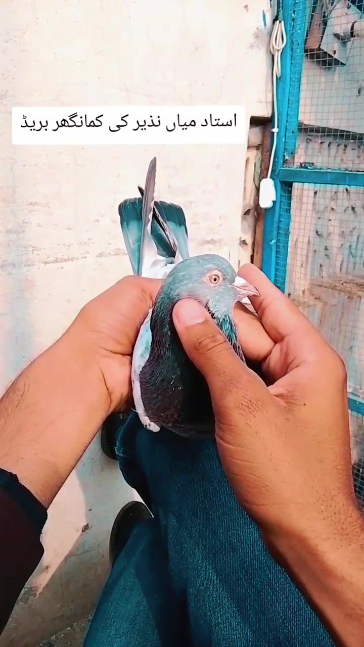 @𝘼𝙣𝙖𝙨_𝘖𝘬𝘢𝘳𝘢_333🕊️✨