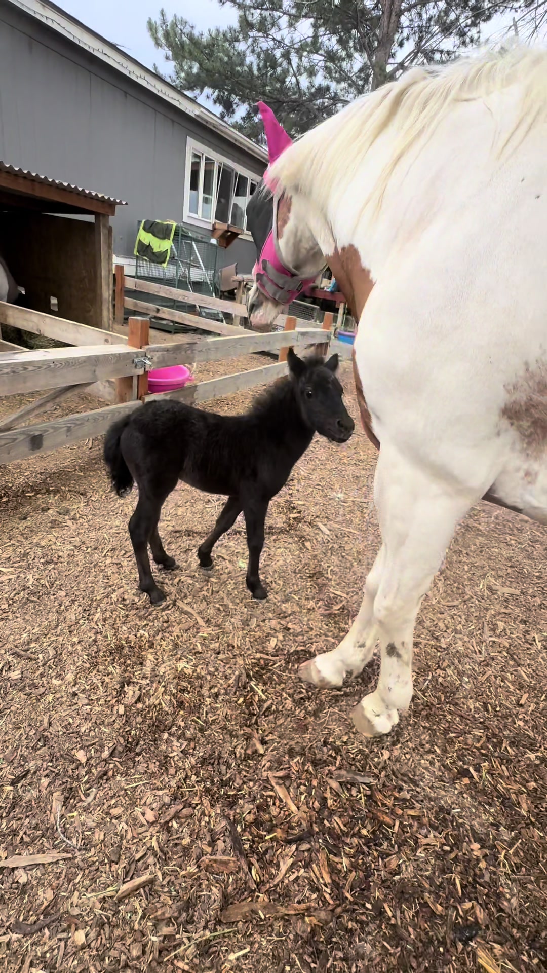 @Hot Sauce the Mini horse 🐎