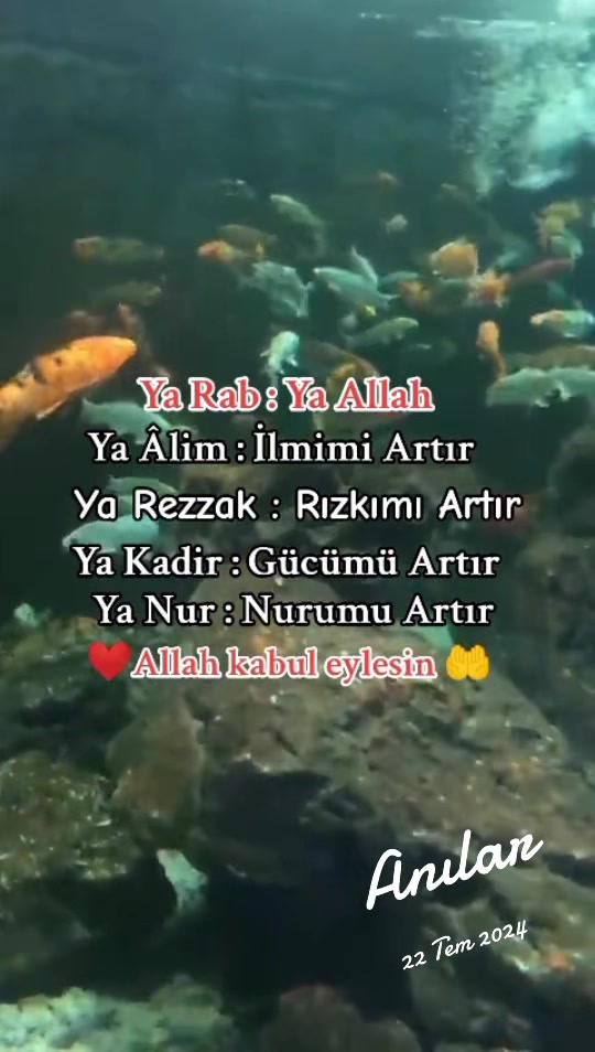 @papatyamm