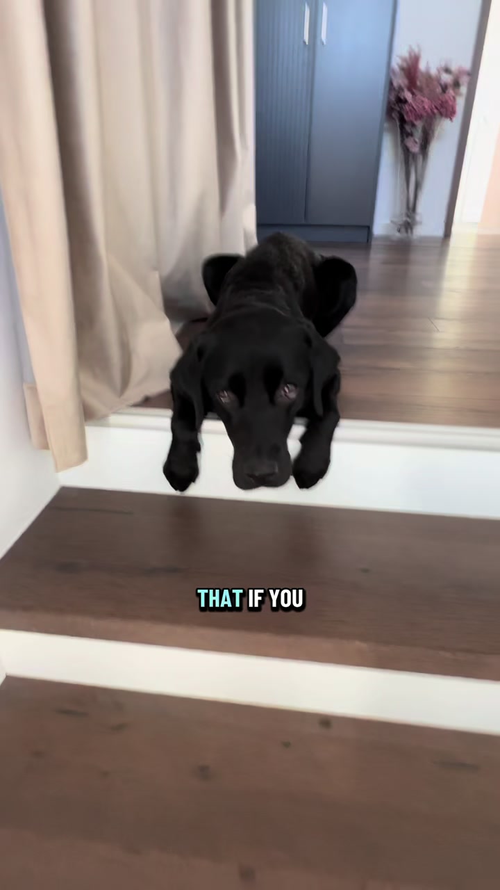 @lisatheblacklab