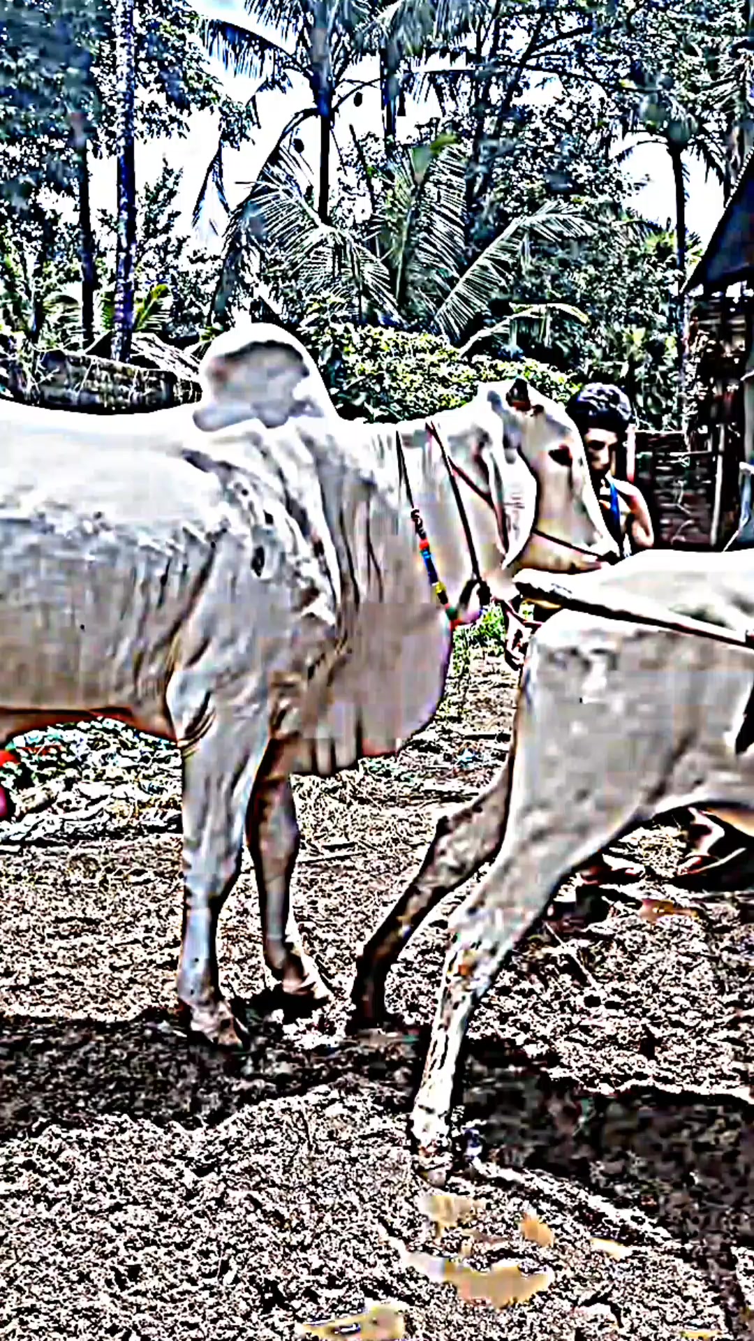 @animalkang1