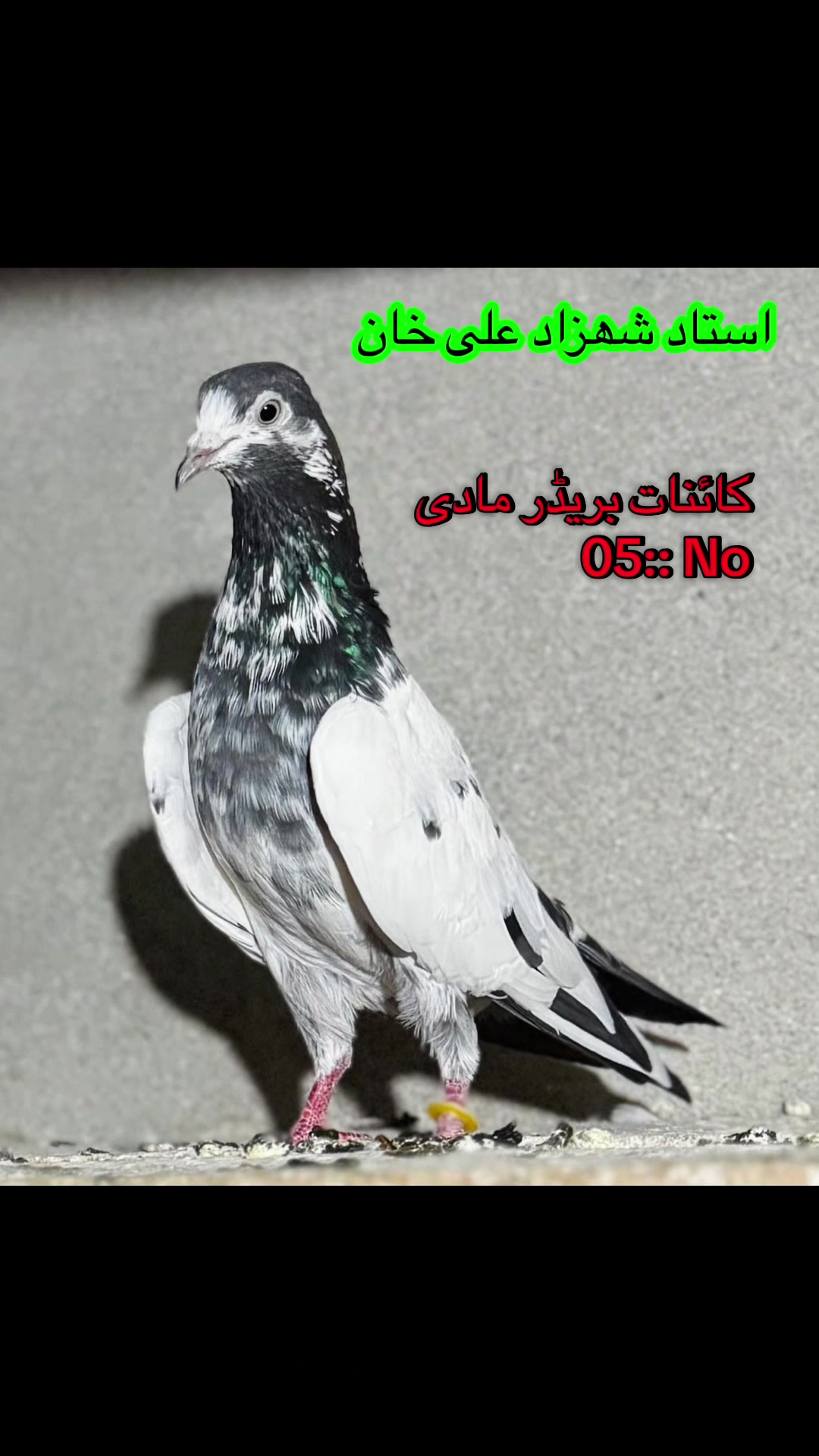 @Shahzad Ali khan