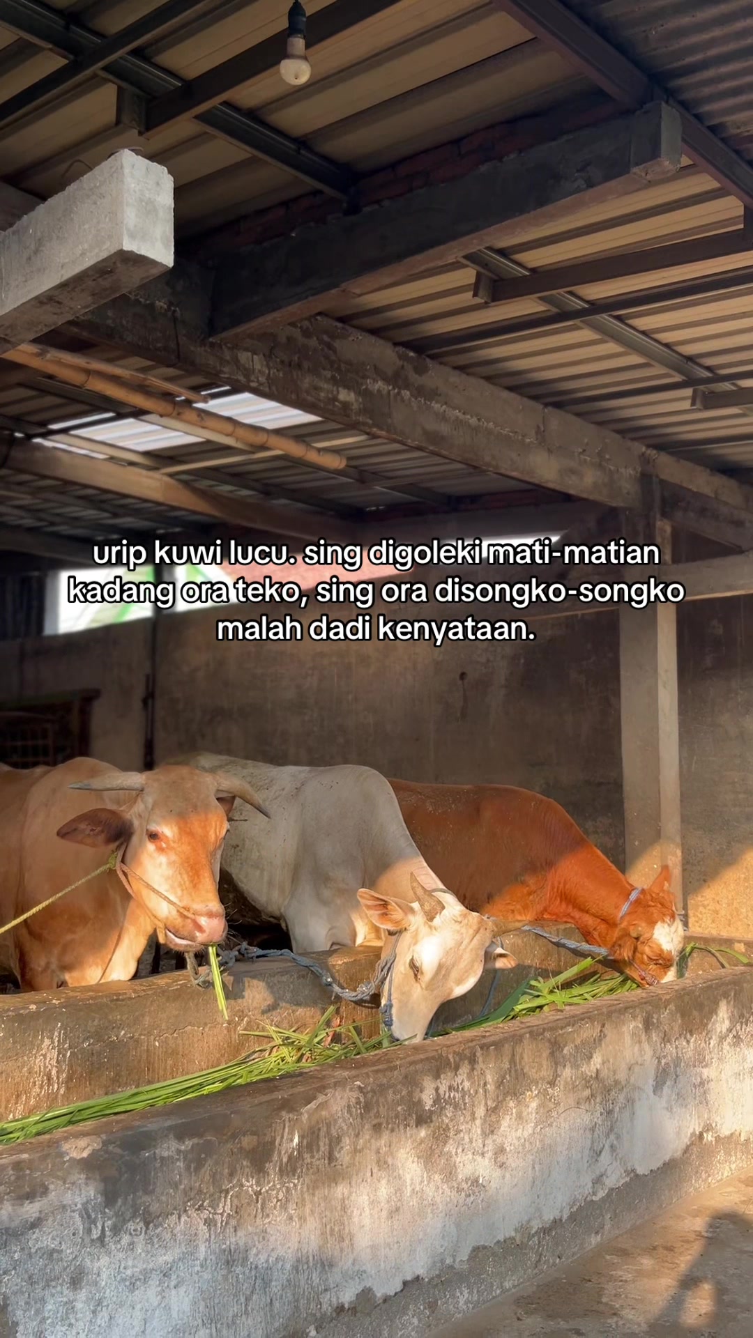 @Sapi Kediri